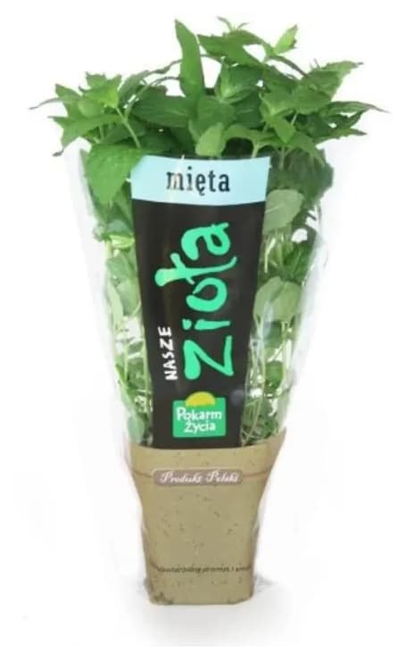 ZIELENIAK Mięta w doniczce mała 1 szt.