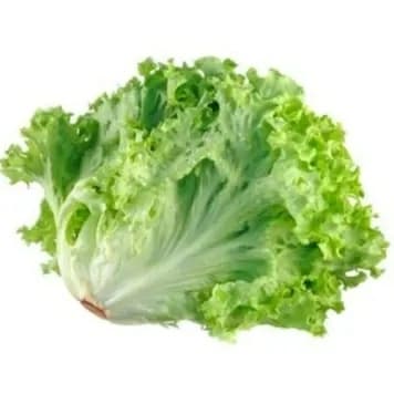 ZIELENIAK Sałata karbowana zielona 1 szt. 150 g