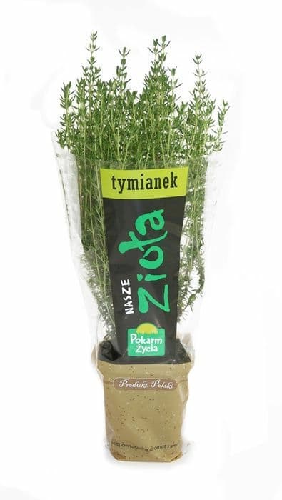 ZIELENIAK Tymianek w doniczce 1 szt.