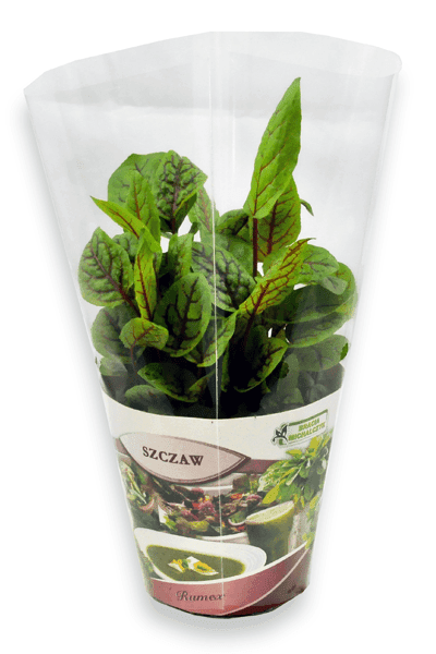 ZIELENIAK Szczaw Czerwony doniczka duża 1 szt.
