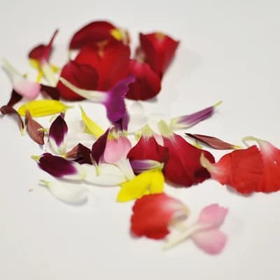 ZIELENIAK Kwiaty mix box 22 g