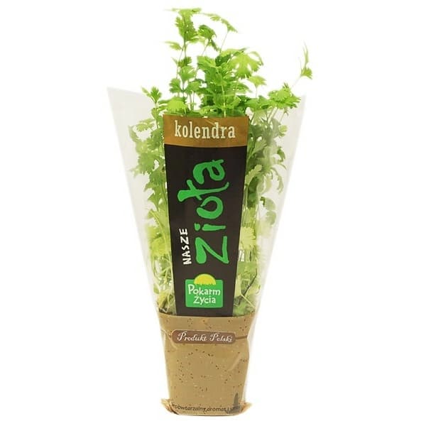 ZIELENIAK Kolendra w doniczce mała 1 szt.