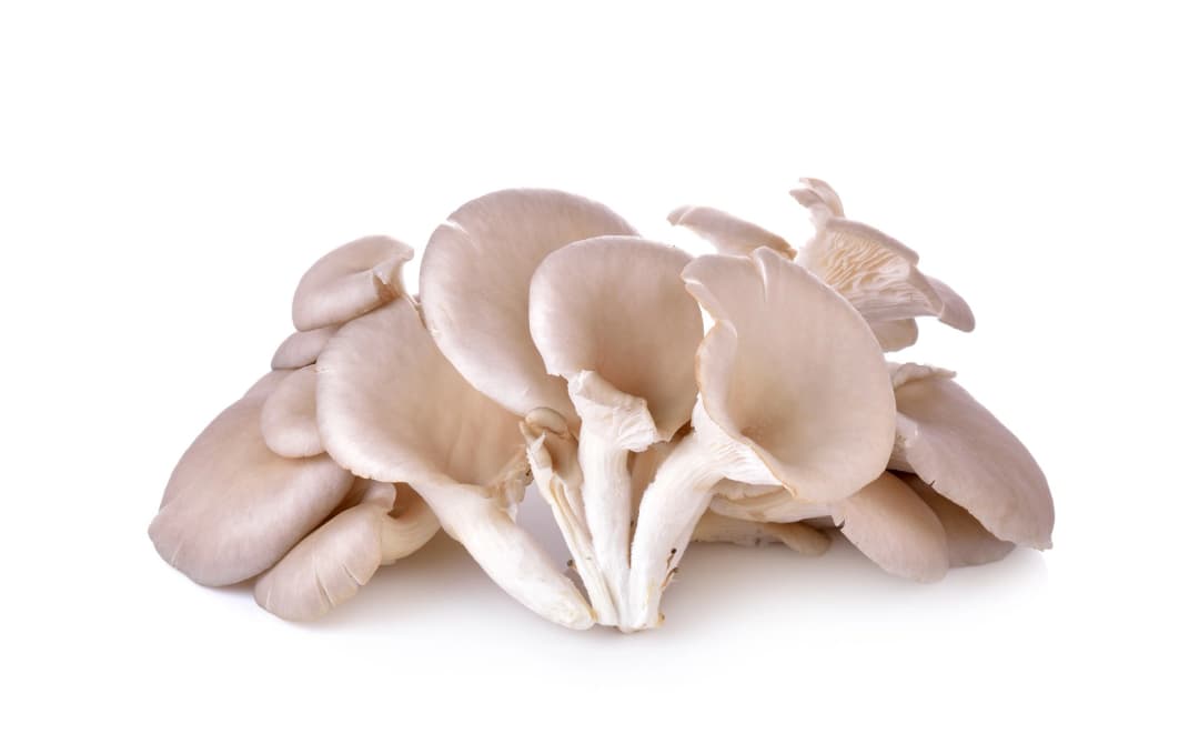 ZIELENIAK Boczniaki 250g
