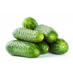 ZIELENIAK Ogórek gruntowy 600g ZIELENIAK Ogórek gruntowy 600g
