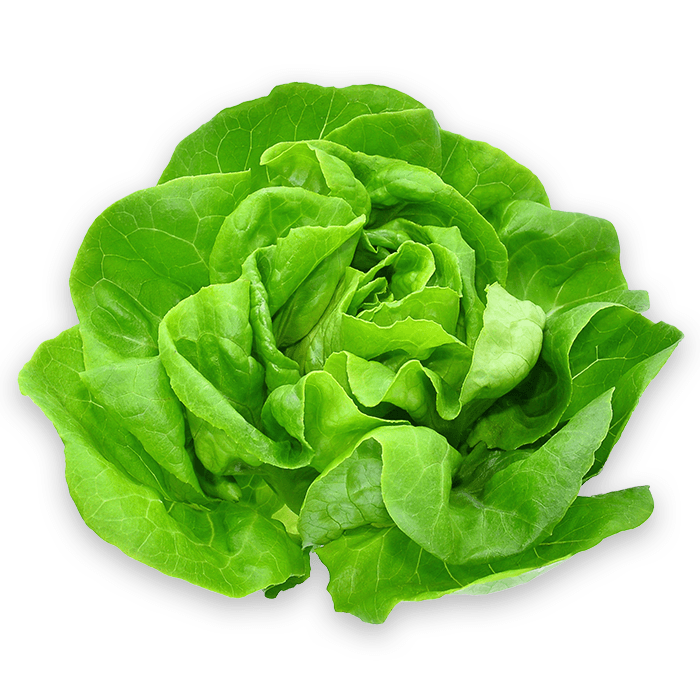 ZIELENIAK Sałata masłowa 1 szt. 180 g