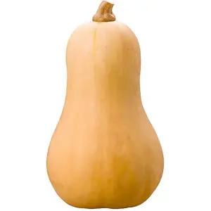 ZIELENIAK Dynia Piżmowa 1 szt. 1500 g ZIELENIAK Dynia Piżmowa 1 szt. 1500 g