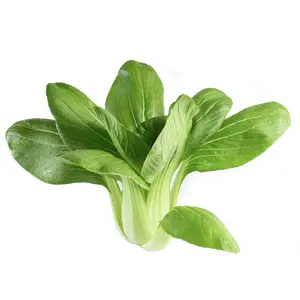 ZIELENIAK Kapusta Pak Choi 2-3 szt. 500 g ZIELENIAK Kapusta Pak Choi 2-3 szt. 500 g