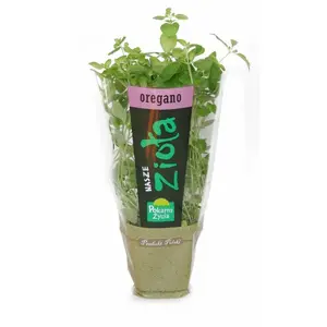 ZIELENIAK Oregano w doniczce 1 szt. ZIELENIAK Oregano w doniczce 1 szt.