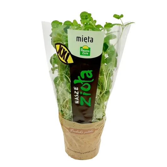 ZIELENIAK Mięta doniczka duża 1 szt.