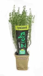 ZIELENIAK Tymianek doniczka duża 1 szt.