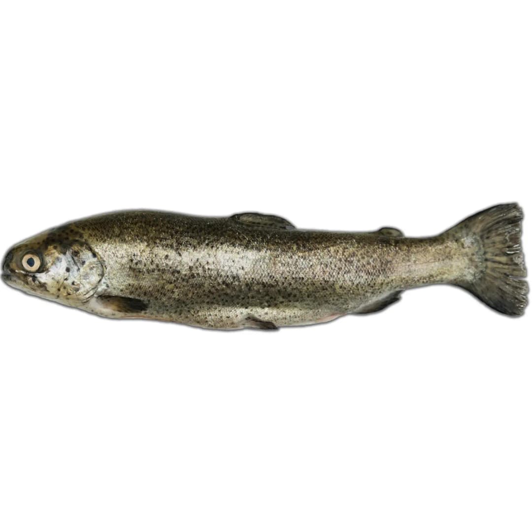 FISK Pstrąg tęczowy patroszony 400 g