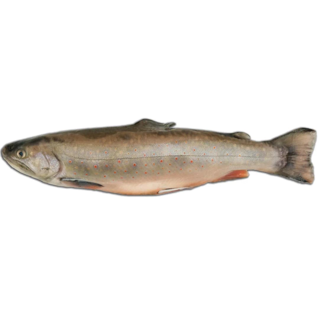 FISK Pstrąg źródlany patroszony 400 g