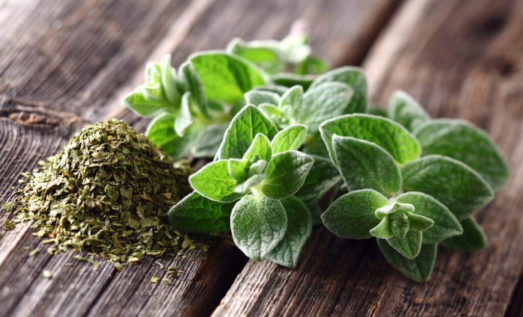 Właściwości oregano